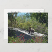 Carte Postale Sierra Bear Cub (Devant / Derrière)