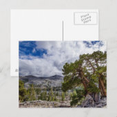 Carte Postale Sierra Juniper et arbres À feuillage persistant (Devant / Derrière)