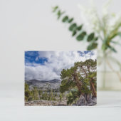 Carte Postale Sierra Juniper et arbres À feuillage persistant (Debout devant)