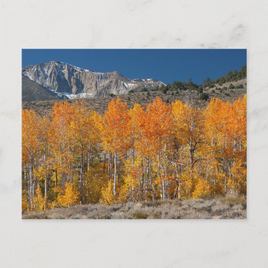 Carte Postale Sierra orientale couleurs d'automne (Devant)