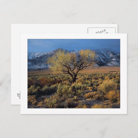 Carte Postale "Sierra Sunlit Tree" (Devant / Derrière)