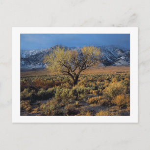 Carte Postale "Sierra Sunlit Tree"