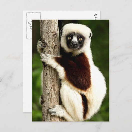Carte Postale Sifaka Lemur dans la forêt de Madagascar (Devant / Derrière)