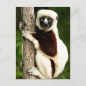 Carte Postale Sifaka Lemur dans la forêt de Madagascar (Devant)