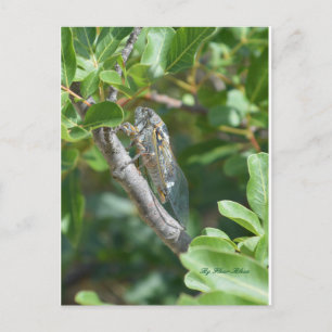 Carte postale sigaren briefkaart