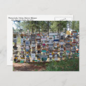 Carte Postale Sign Post Forest, Watson Lake, Yukon (Devant / Derrière)