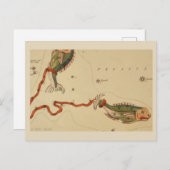 Carte Postale SIGNE Zodiaque Pisces (Devant / Derrière)