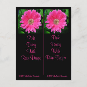 Carte postale Signet Rose Daisy