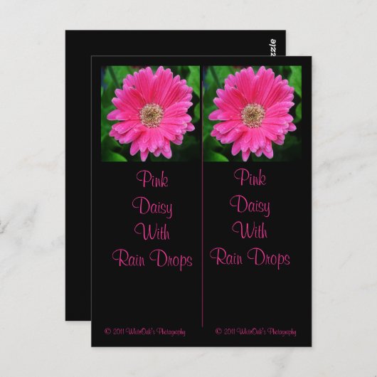 Carte postale Signet Rose Daisy (Devant / Derrière)