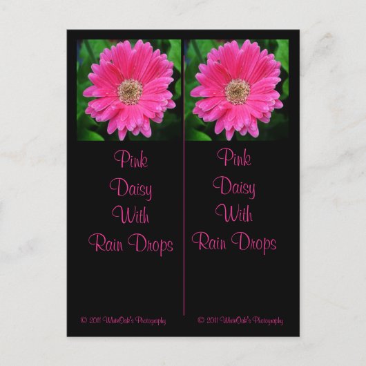 Carte postale Signet Rose Daisy (Devant)
