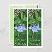 CARTE POSTALE SIGNETS DE JACINTHES DES BOIS DE VIRGINIE (Devant / Derrière)