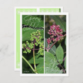 CARTE POSTALE SIGNETS ELDERBERRY (Devant / Derrière)