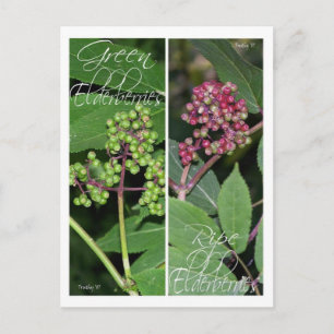 CARTE POSTALE SIGNETS ELDERBERRY
