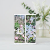 CARTE POSTALE SIGNETS FLEURS DE POMMIER (Debout devant)