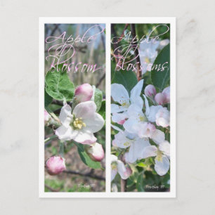 CARTE POSTALE SIGNETS FLEURS DE POMMIER