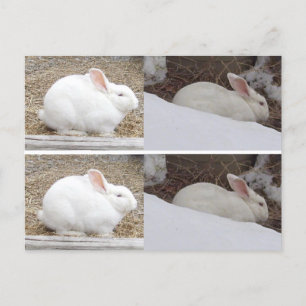 Carte Postale Signets lapin lapin