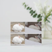 Carte Postale Signets lapin lapin (Debout devant)