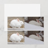 Carte Postale Signets lapin lapin (Devant / Derrière)