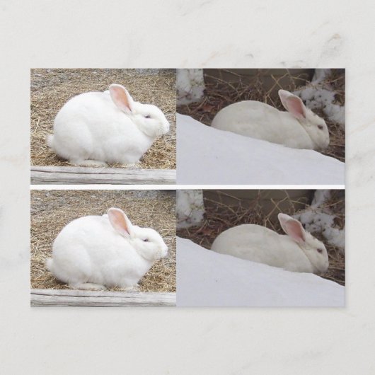 Carte Postale Signets lapin lapin (Devant)
