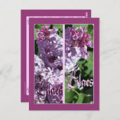 CARTE POSTALE SIGNETS LILAC (Devant / Derrière)