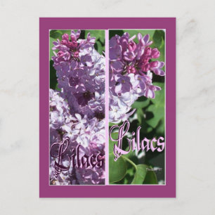 CARTE POSTALE SIGNETS LILAC