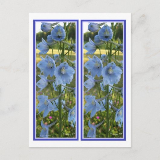 CARTE POSTALE SIGNETS LOURDEMENT BLEU (Devant)