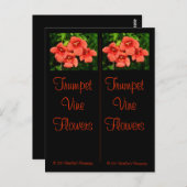 Carte postale Signets Vins de trompette (Devant / Derrière)