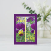 CARTE POSTALE SIGNETS VIOLA (Debout devant)