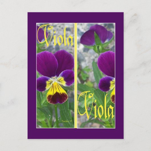 CARTE POSTALE SIGNETS VIOLA (Devant)