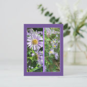 Carte Postale Signets WILD ASTERS (Debout devant)