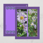 Carte Postale Signets WILD ASTERS (Devant / Derrière)