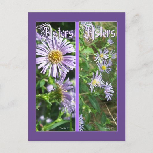Carte Postale Signets WILD ASTERS (Devant)