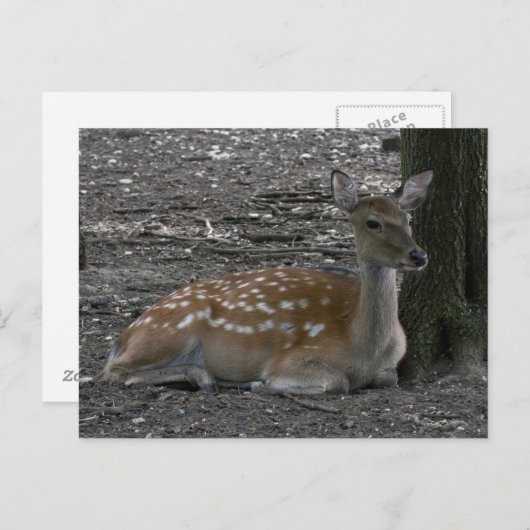 Carte Postale Sika cerf (Devant / Derrière)