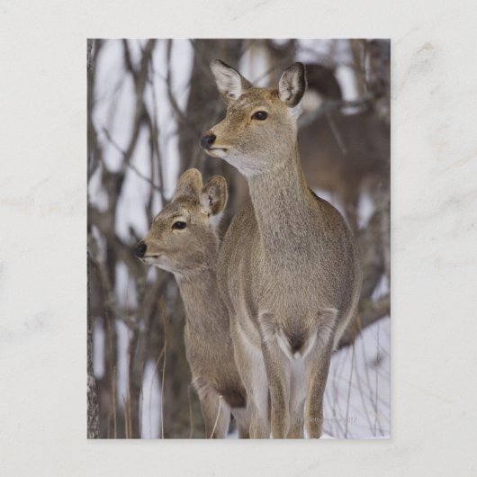 Carte Postale Sika Deer Doe & Young | Hokkaido, Japon (Devant)