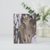 Carte Postale Sika Deer Doe & Young | Hokkaido, Japon (Debout devant)