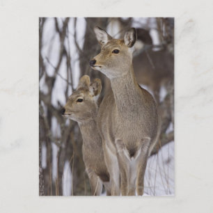 Carte Postale Sika Deer Doe & Young   Hokkaido, Japon