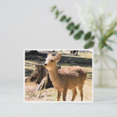 Carte Postale Sika Deer in Nara Park ポストカード (Debout devant)