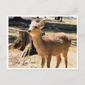 Carte Postale Sika Deer in Nara Park ポストカード (Devant)