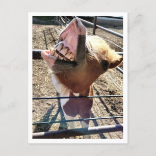 Carte postale Silencieuse