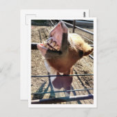 Carte postale Silencieuse (Devant / Derrière)