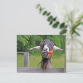 Carte Postale Silencieuse Chèvre Et Carotte (Debout devant)