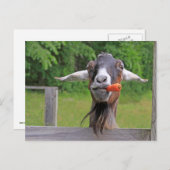 Carte Postale Silencieuse Chèvre Et Carotte (Devant / Derrière)