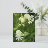 Carte postale Silene Vulgaris (Debout devant)