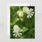 Carte postale Silene Vulgaris (Devant / Derrière)