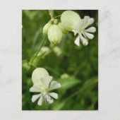 Carte postale Silene Vulgaris (Devant)