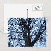 Carte postale Silhouette Arbre (Devant / Derrière)