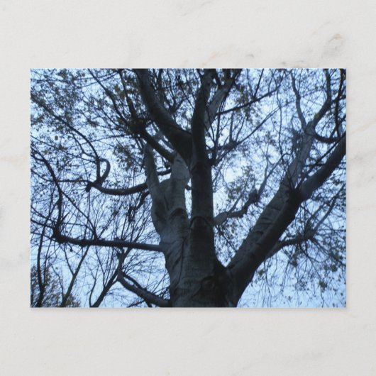 Carte postale Silhouette Arbre (Devant)