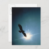 Carte Postale Silhouette d'aigle chauve volant dans le ciel (Devant / Derrière)