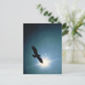 Carte Postale Silhouette d'aigle chauve volant dans le ciel (Debout devant)