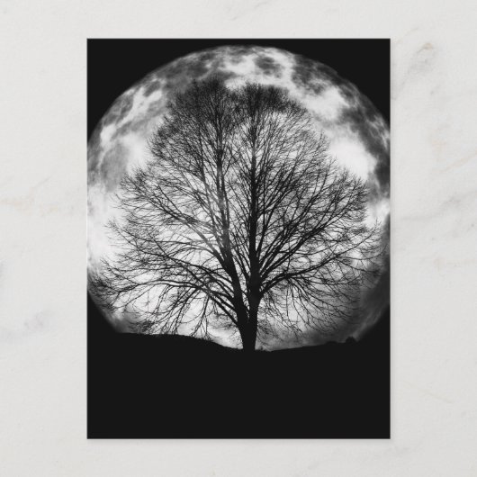 Carte Postale Silhouette d'arbre devant une Pleine lune (Devant)